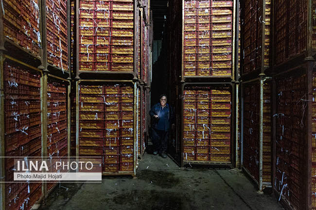 از مزرعه تا صنایع تبدیلی