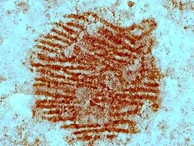 قدیمی‌ترین اثرانگشت‌ انسان پیدا شد / یادگاری از ۴۳ هزار سال پیش
