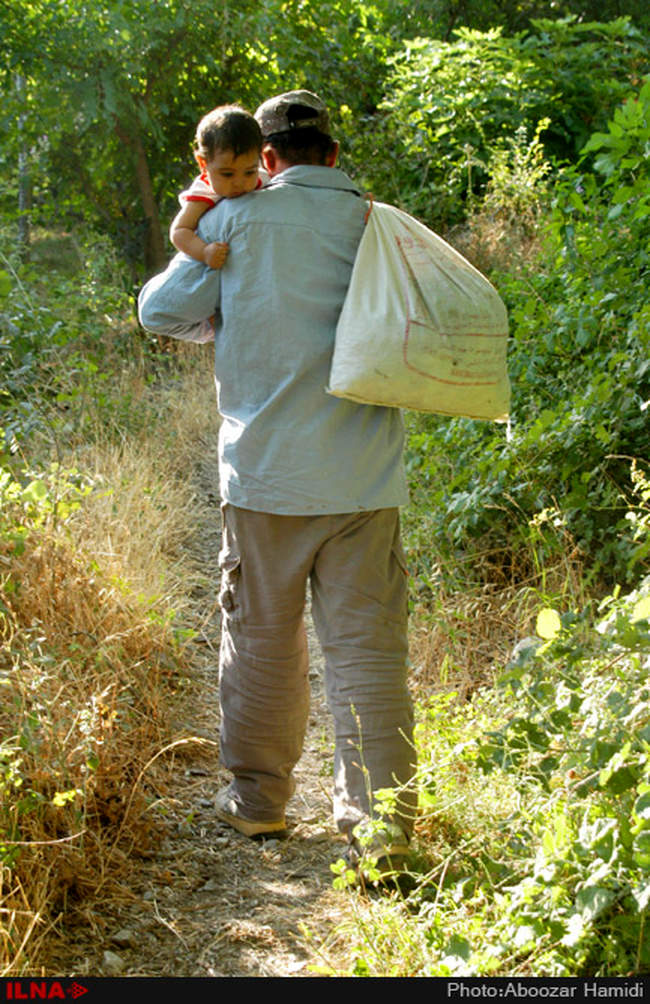 برداشت فندق در رودبار گیلان
