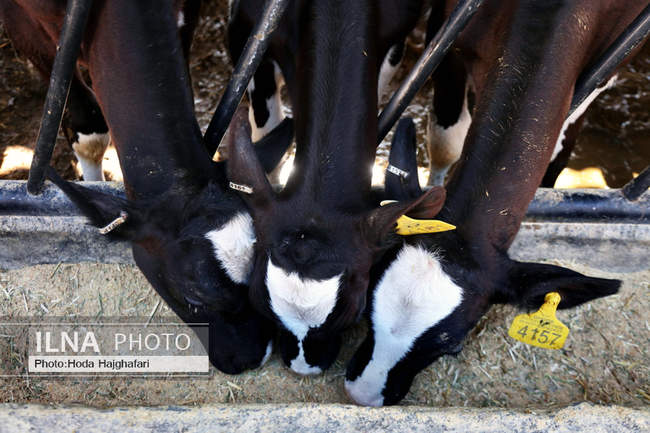 تولید در مسیر پیشرفت مناطق محروم
