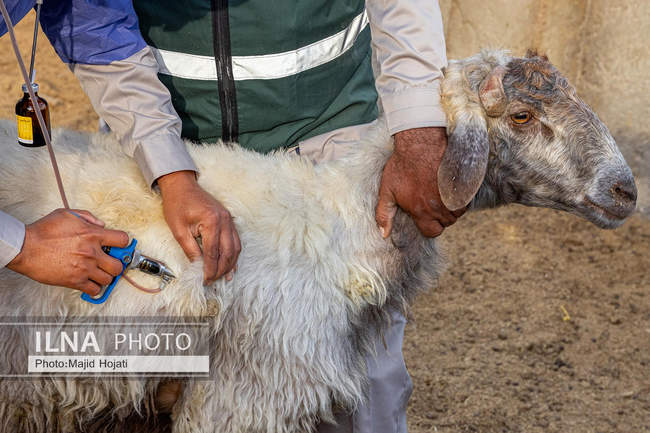 مزرعه دامپروری چپرقویمه، در مسیر محرومیت زدایی