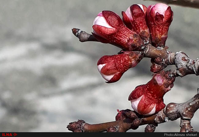 بهار، جلوه زیبای خداوند