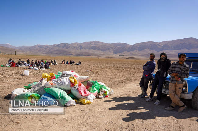 اشتغالزایی در مزارع کشاورزی سیب زمینی فیروزکوه