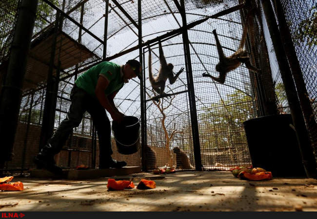 کمبود مواد غذایی در باغ وحش ونزوئلا