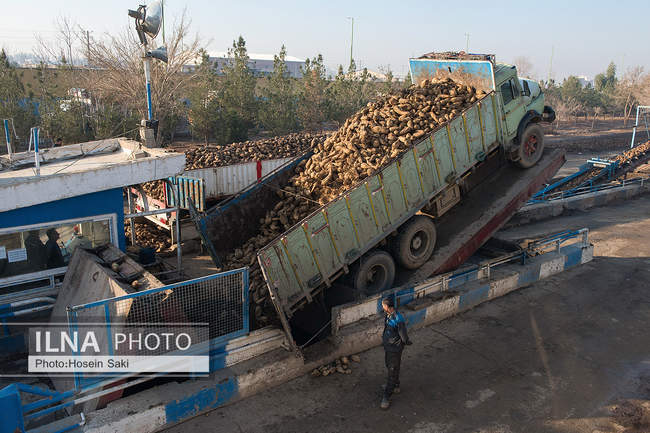 تولید شکر از چغندر قند 