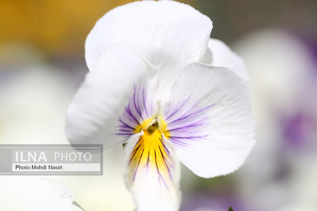 شکوفه های بهاری