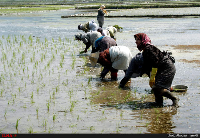 نشاء (کشت برنج) در گیلان
