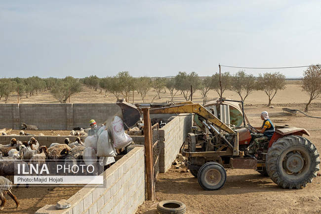 مزرعه دامپروری چپرقویمه، در مسیر محرومیت زدایی