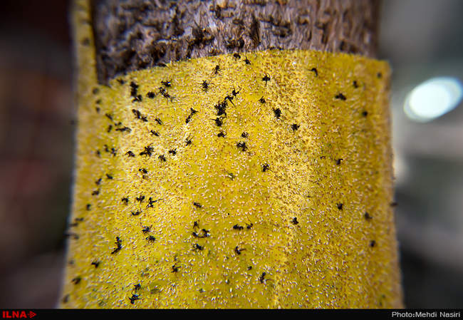 خیابانهای تهران در تصرف سفید بالک ها