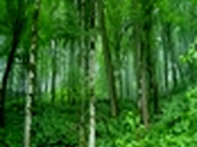 افزایش ۶۰ درصدی سوخت هیزمی بعد از هدفمندی