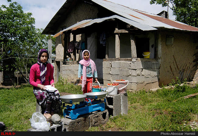 برداشت توت فرنگی در روستای سی دشت رودبار گیلان
