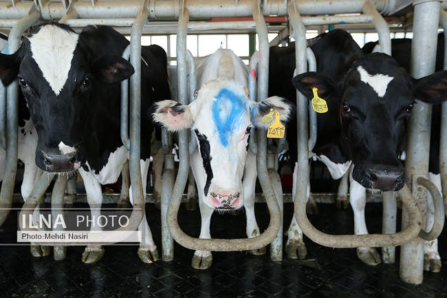 امنیت غذایی کشور از طریق دام و طیور