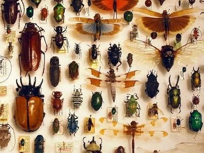 کلکسیون خزنده و حشره در هزار سال پیش