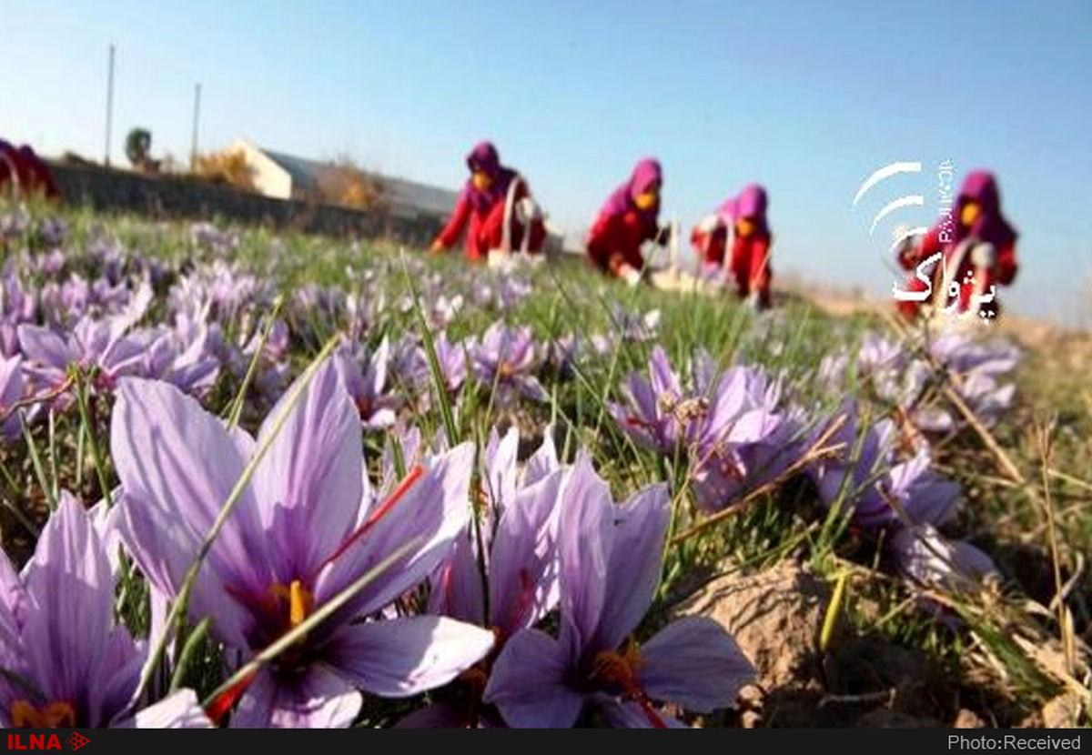 ارزآوری ۳۵۰ میلیون دلاری صادرات زعفران ایران