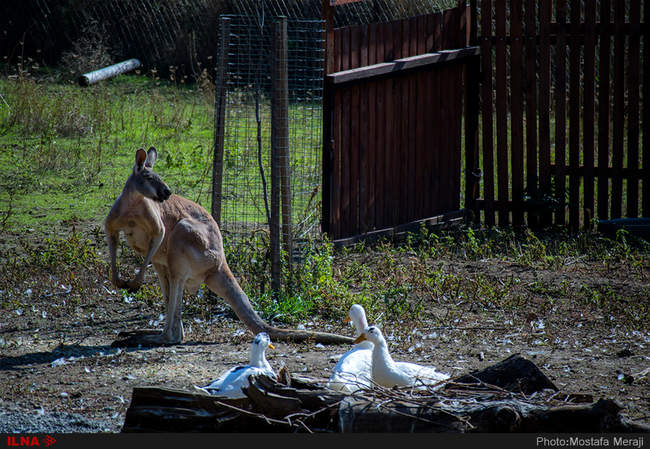 باغ وحش تفلیس از دریچه دوربین