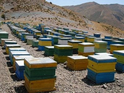 تولید سالانه ۶۱۸ تن عسل در شهرستان تبریز