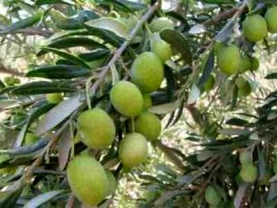 مبارزه با مگس مدیترانه ای در ۷۰۰ هکتار از باغات زیتون رودبار