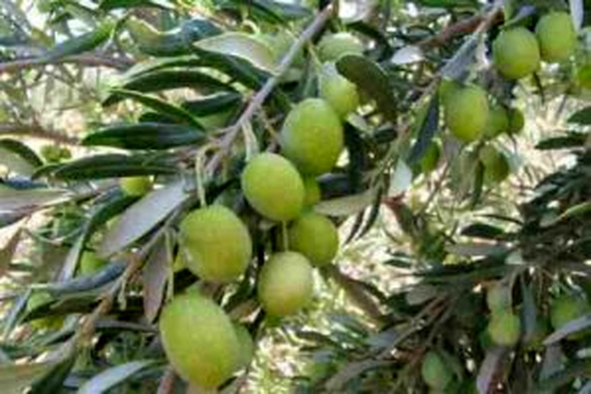 مبارزه با مگس مدیترانه ای در ۷۰۰ هکتار از باغات زیتون رودبار