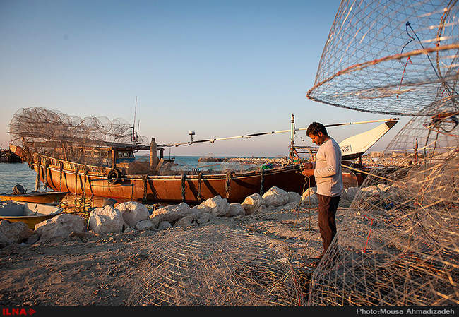 گرگور بافی در بوشهر