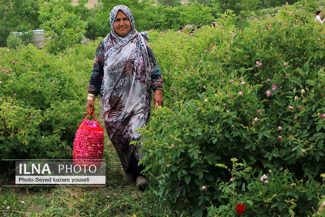 جشنواره برداشت گل محمدی در روستای عنصرود