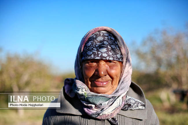 برداشت پسته از باغات نیشابور