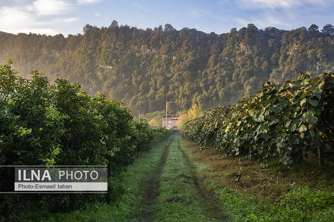 کار و امید، قصه زنان باغ کیوی