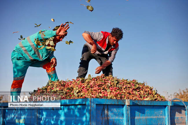برداشت پسته از باغات نیشابور