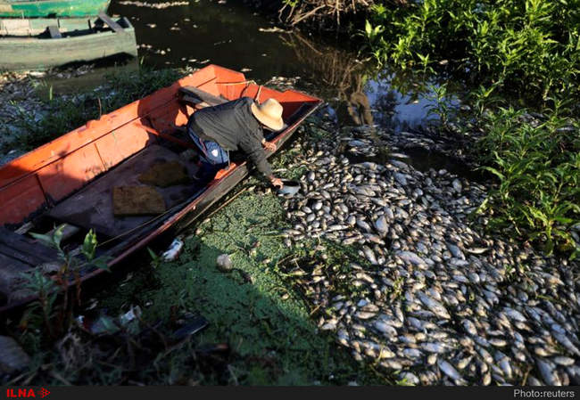 مرگ هزاران ماهی در رودخانه