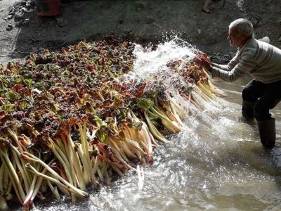 سطح زیرکشت ریواس نیشابور به 700 هکتار رسید 