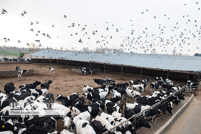خودکفایی در تولید شیر با تلیسه نمونه