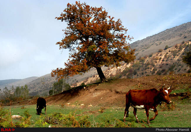 بازی رنگها در رودبار گیلان