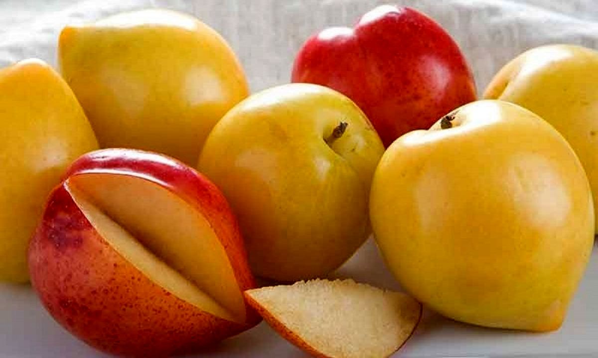 طرز تهیه کمپوت آلو 
