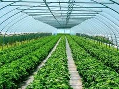 بزرگترین شهرک گلخانه‌ای در چهارمحال و بختیاری احداث می‌شود