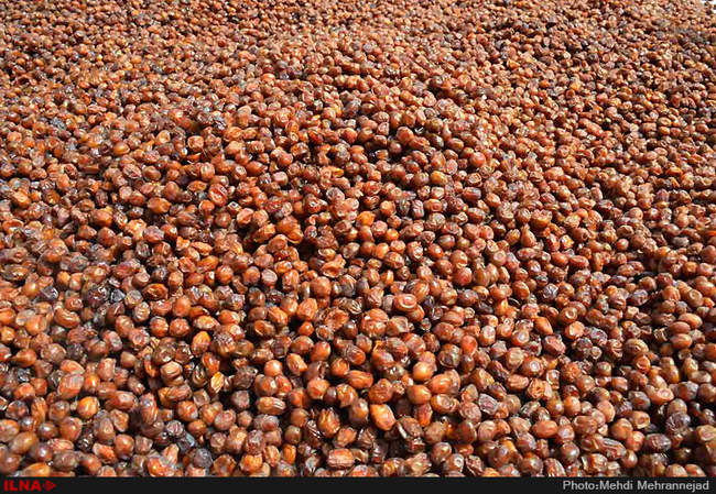 برداشت خرما از نخلستان های جم