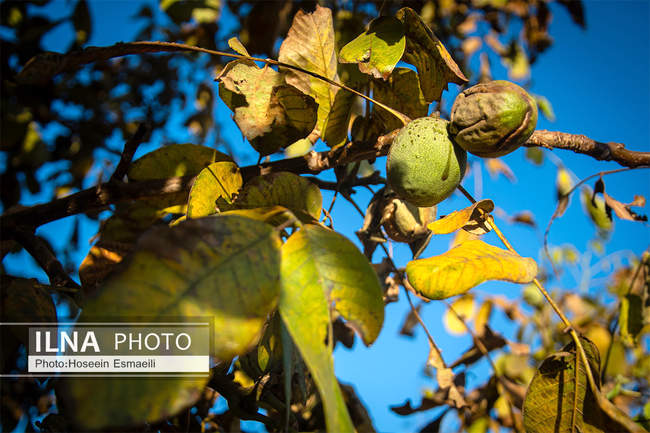 برداشت گردو اصلاح شده با دستگاه مکانیزه 