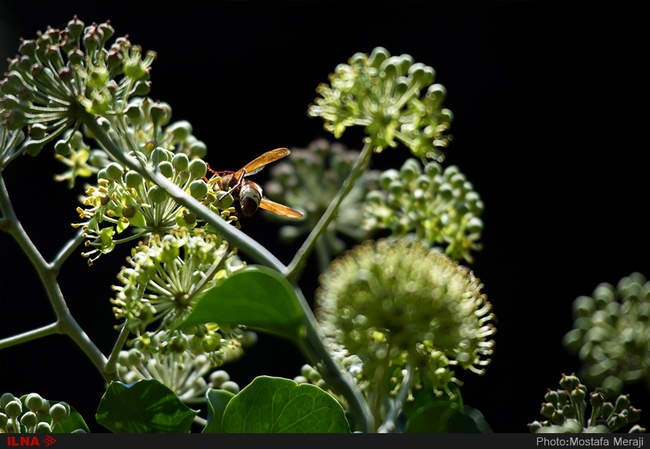 باغ بوتانیکال تفلیس با چند هزار گونه گیاهی