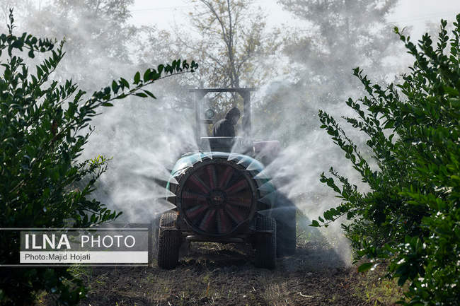 برداشت نارنگی از باغات هاشم‌آباد گرگان