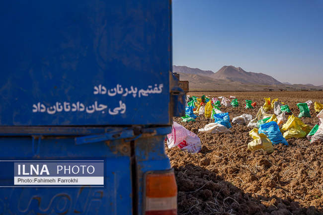 اشتغالزایی در مزارع کشاورزی سیب زمینی فیروزکوه
