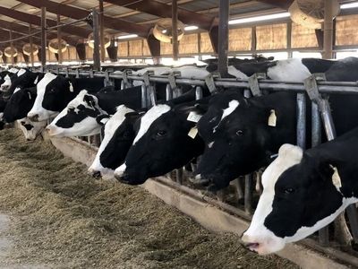 با قیمت‌گذاری دستوری و ارز ترجیحی مخالفیم/ دولت 30 درصد نهاده‌ها را تامین می‌کند اما به‌صورت 100درصدی در کار دامداران دخالت می‌کند/ دولت یارانه‌ها را به مصرف کننده بدهد