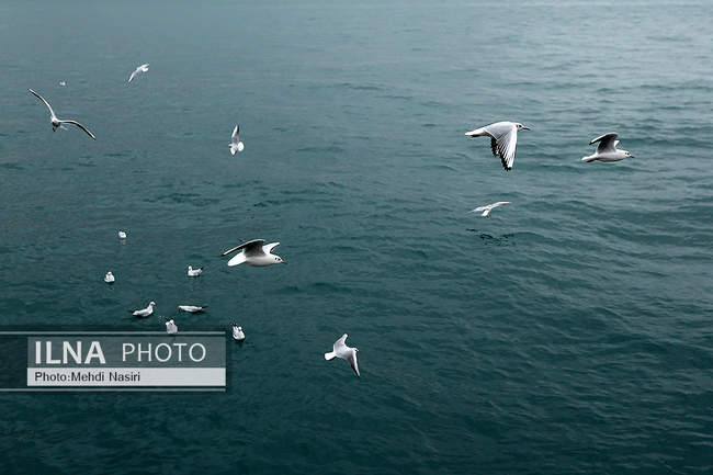 مرغان دریایی اسکله گالاتاپورت