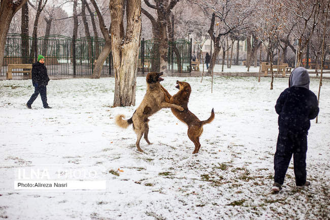 قزوین در آغوش برف به روایت تصویر