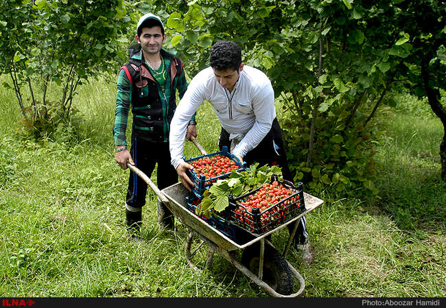 برداشت توت فرنگی در روستای سی دشت رودبار گیلان