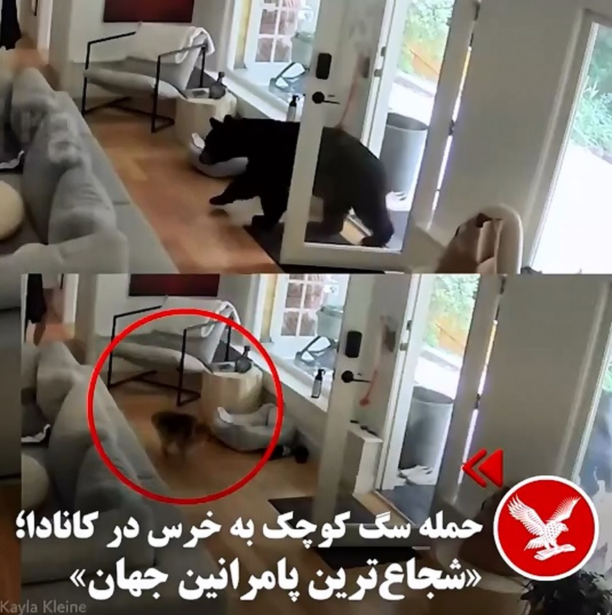 حمله سگ کوچک به به خرس در کانادا + فیلم