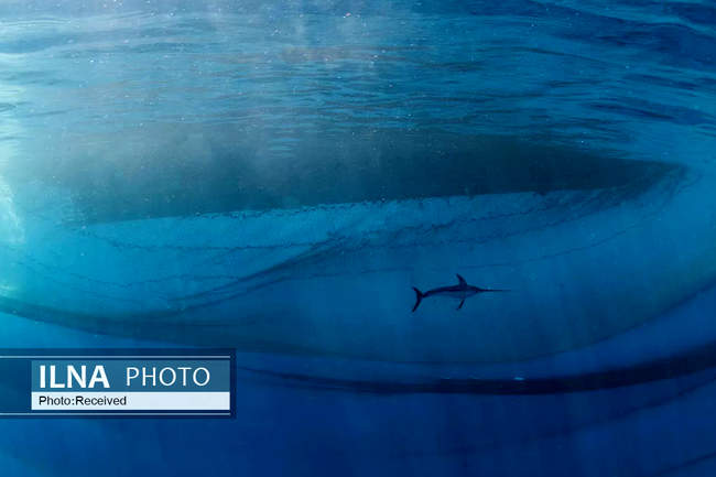 فینالیست ها و برندگان مسابقه عکاسی طبیعت وحش 2021