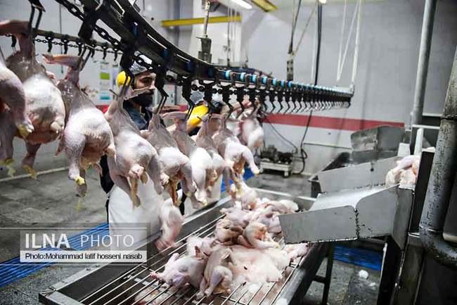 بازدید خبرنگاران از کشتارگاه مرغ آبیدر سنندج 