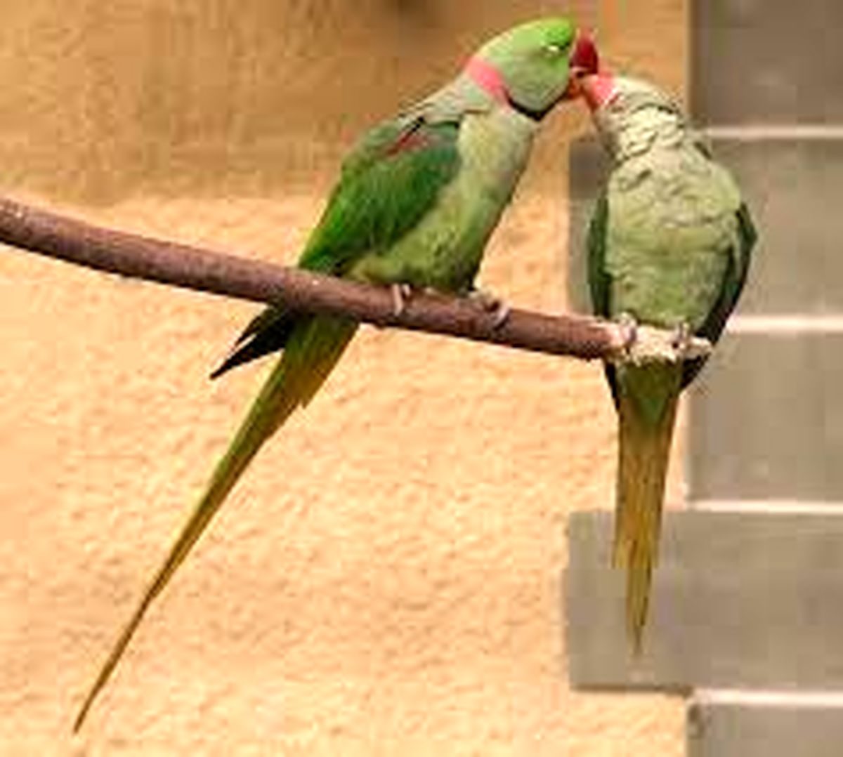 برشی از زندگی جذاب طوطی ها در طبیعت/ ویدئو