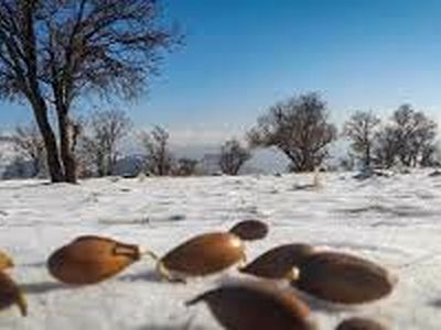 گزارش های دریافتی از اولین بارش های برفی پاییزی در خوزستان 