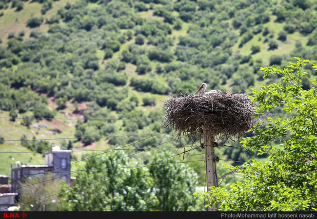 شھر لک لک ھا در روستای (بیلو) شھر مریوان