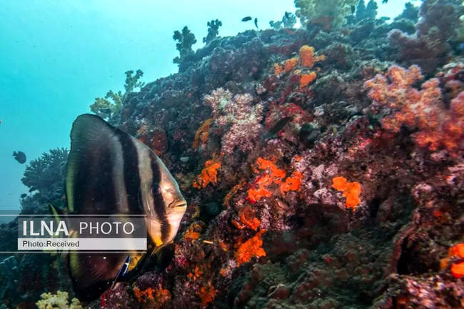 بهشت مرجانی در اعماق دریای عمان 