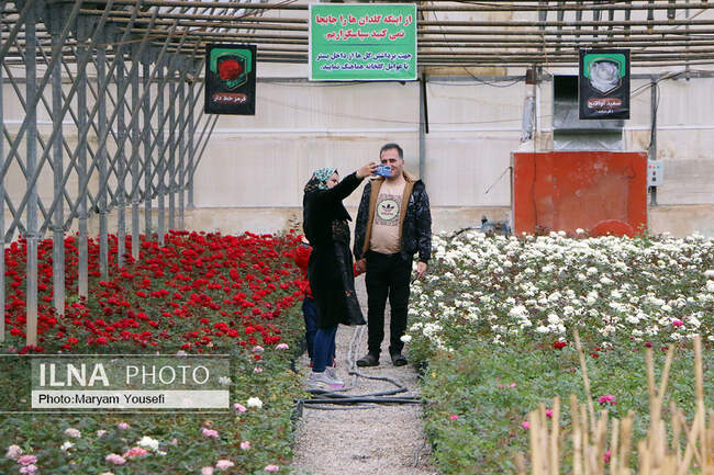 دهکده رزهای هلندی در صوفیان 